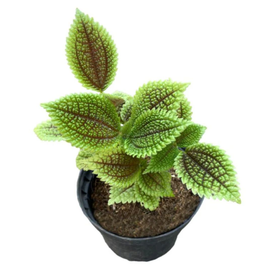 Moon Valley Plant (Pilea Involucrata)
