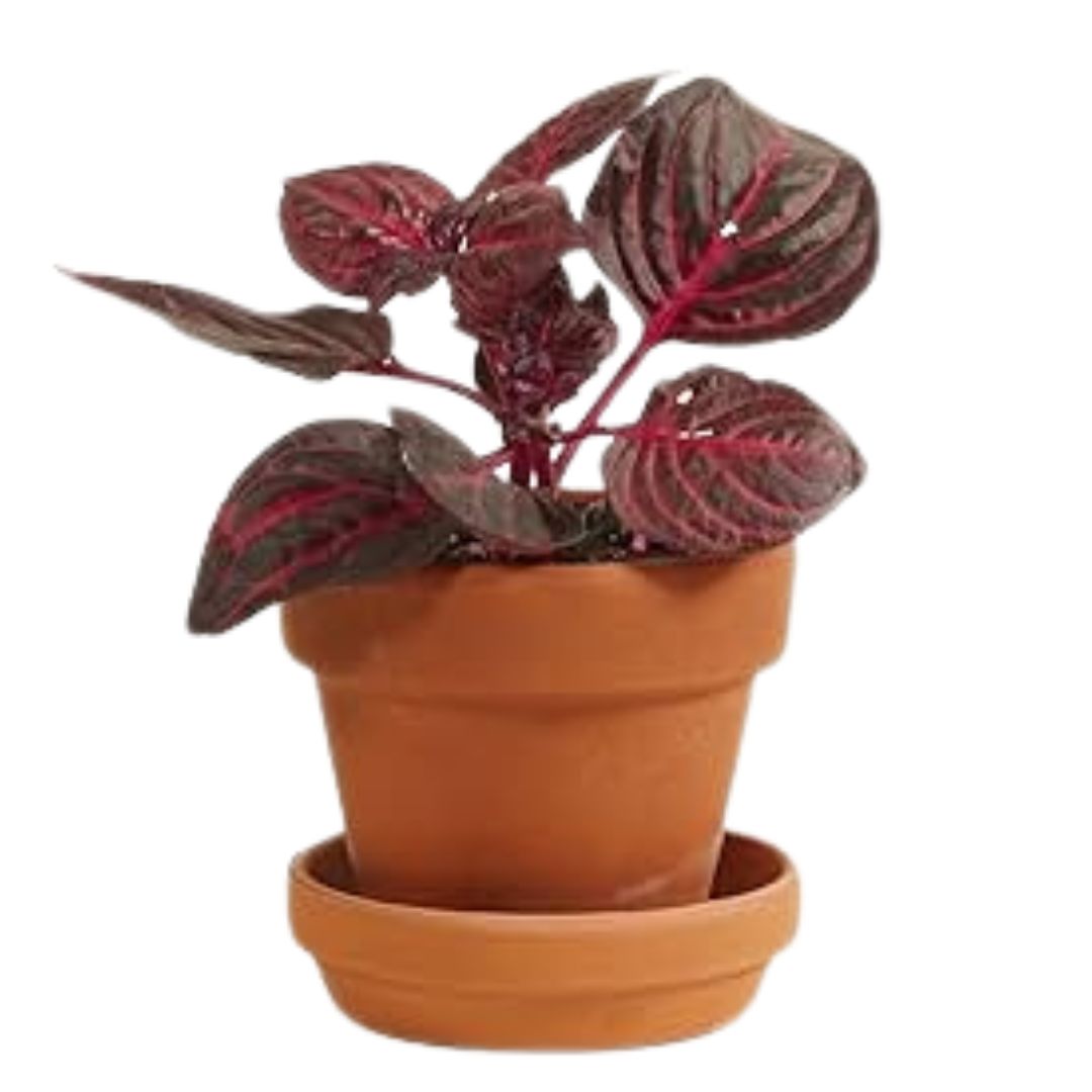 Blood Leaf Plant (Iresine Herbstii)