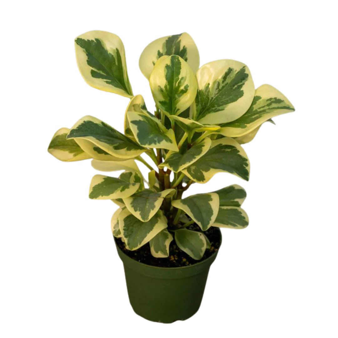 Baby Rubber Plant (Peperomia Obtusifolia)