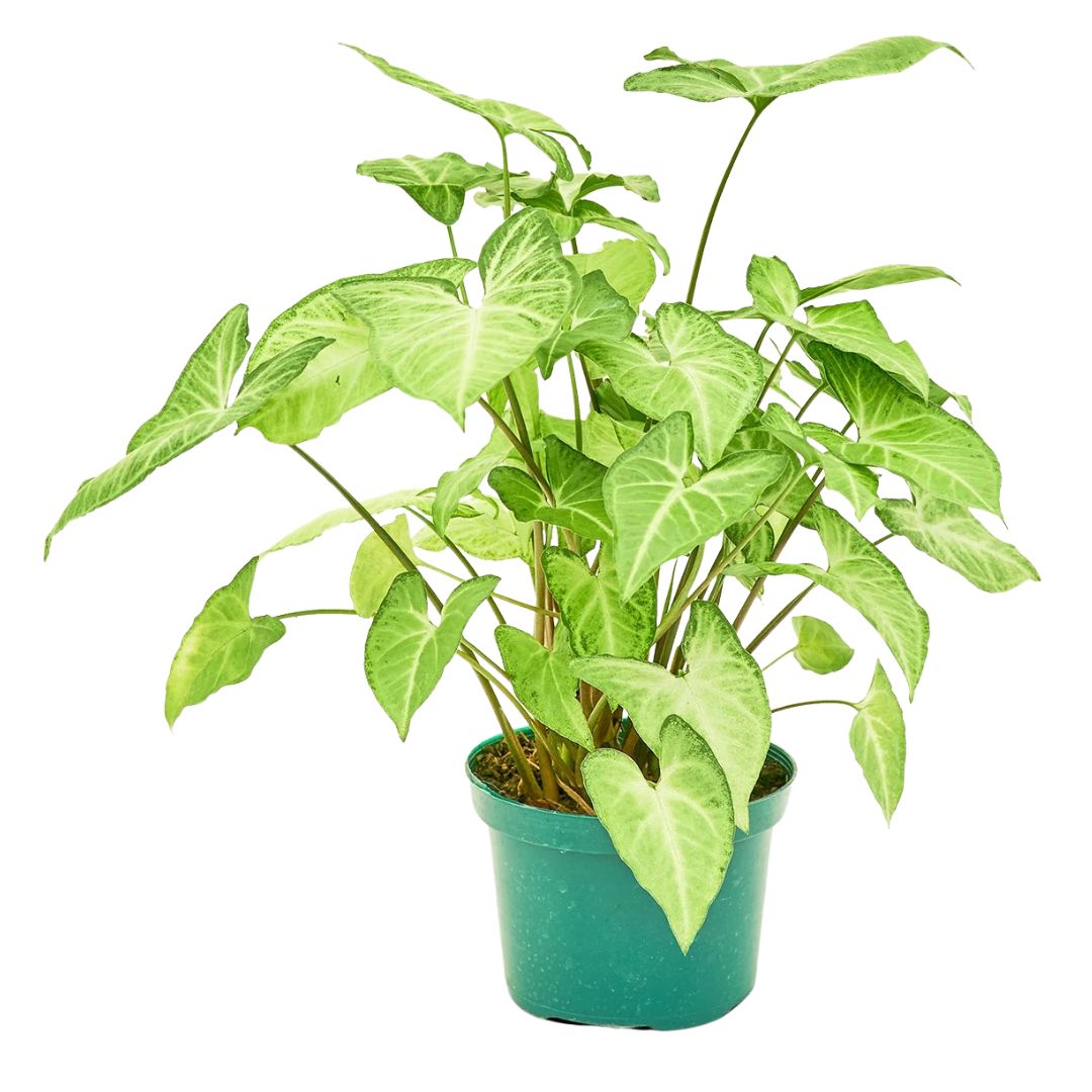 Arrowhead Plant (Syngonium Podophyllum)