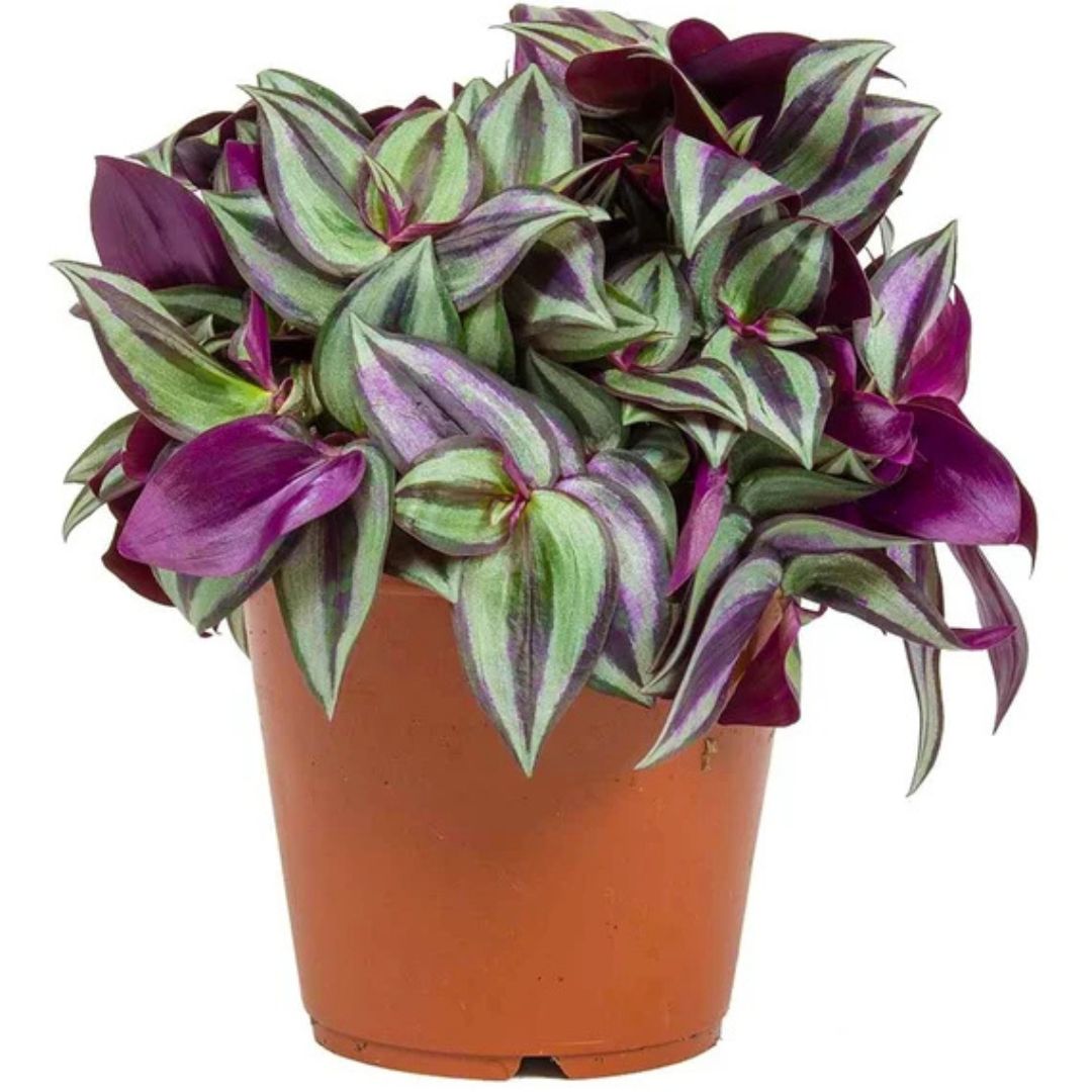 Inch Plant (Tradescantia Zebrina)