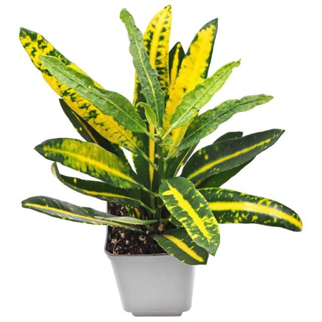 Fire Croton (Codiaeum Variegatum)