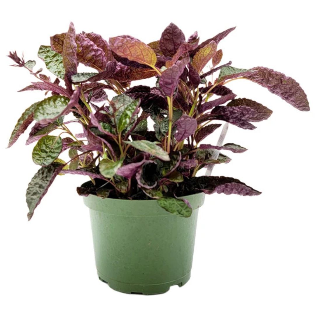 Purple Waffle Plant (Hemigraphis Alternata)