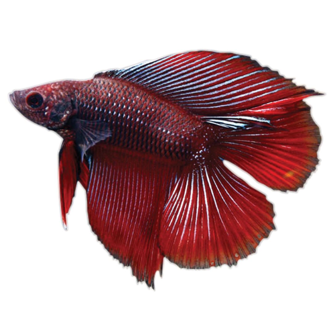 Betta Half Moon- Male