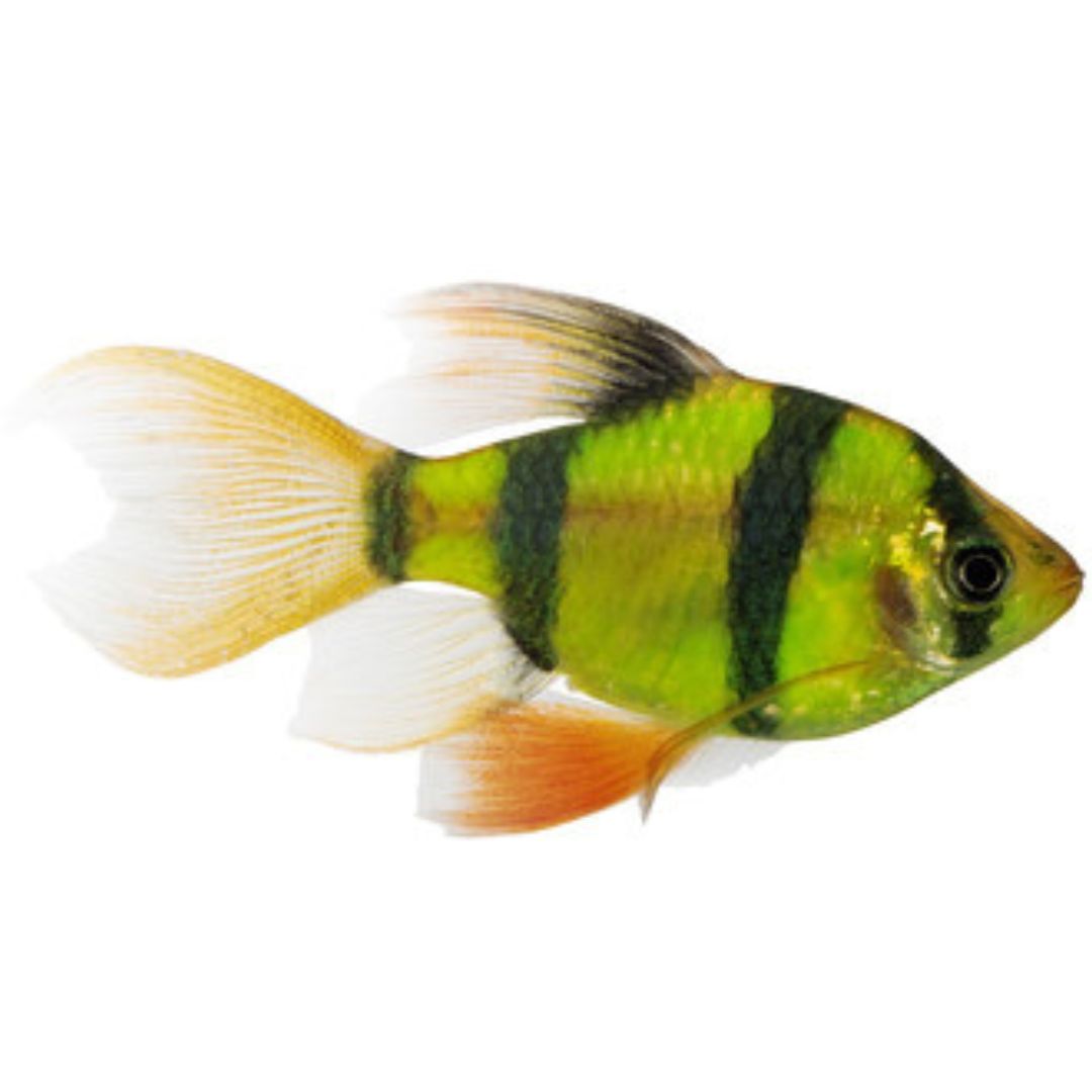 Glofish Barb