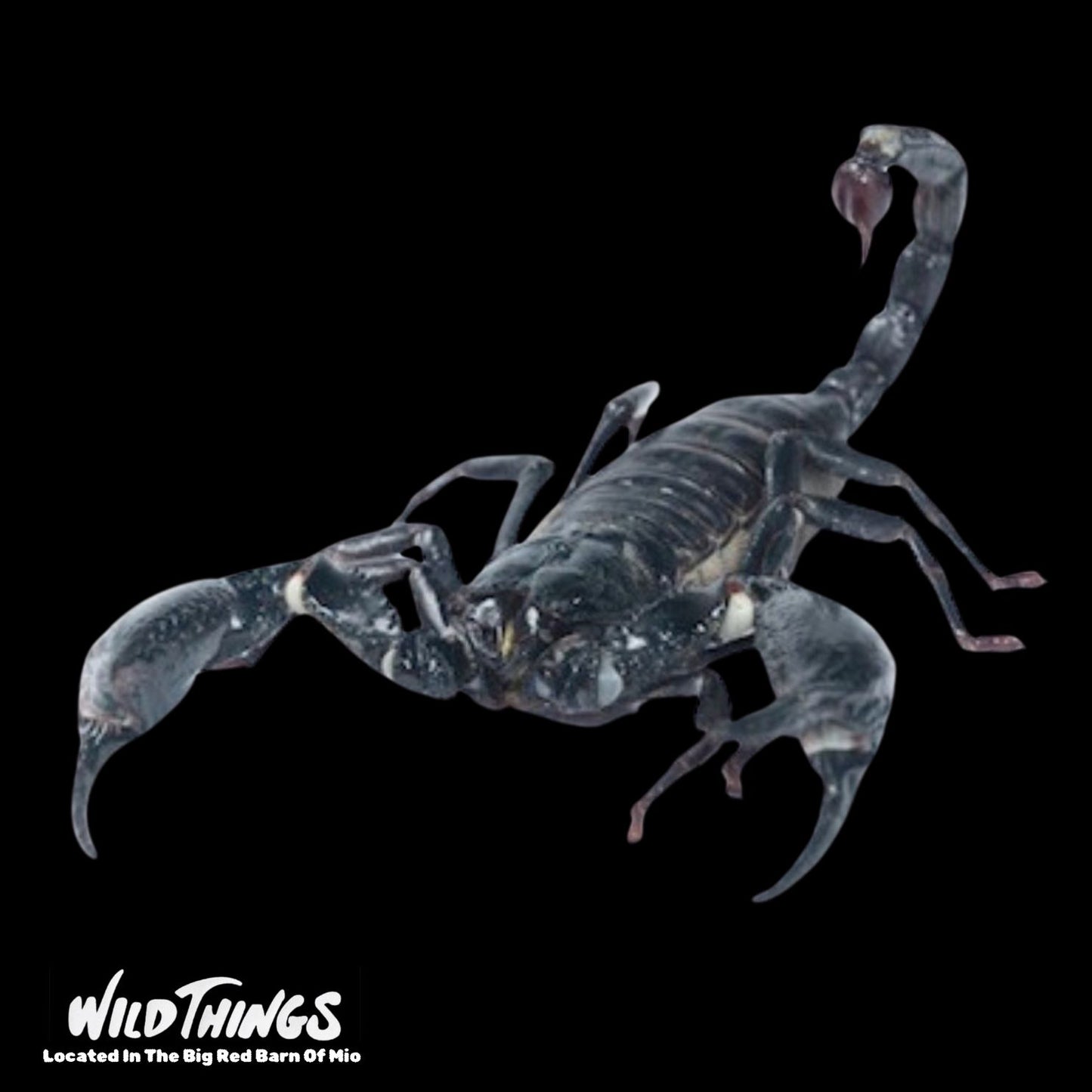 Asian Forest Scorpion