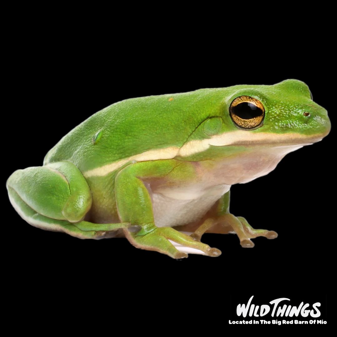 Green Tree Frog