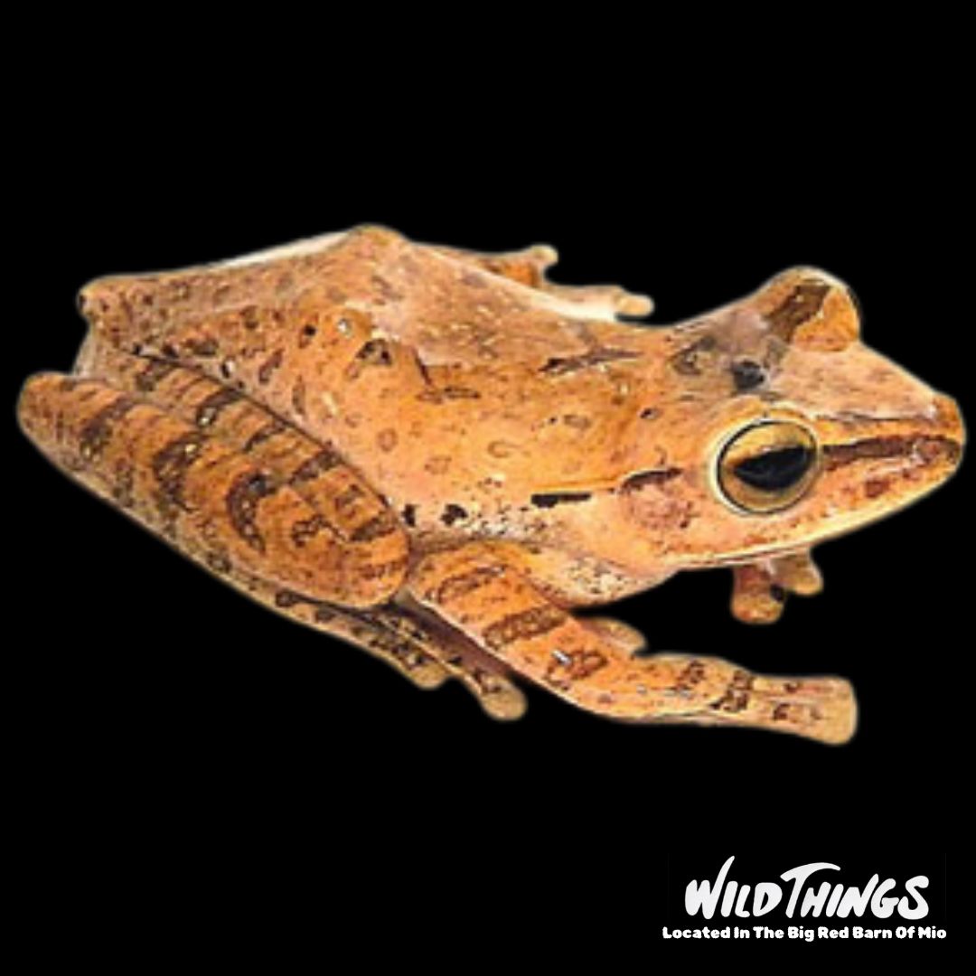 Golden Tree Frog