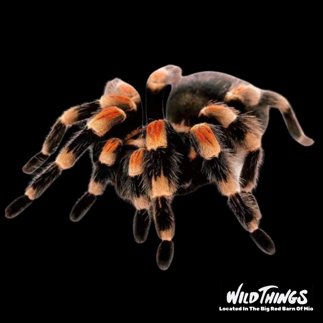 Mexican Red Knee Tarantula