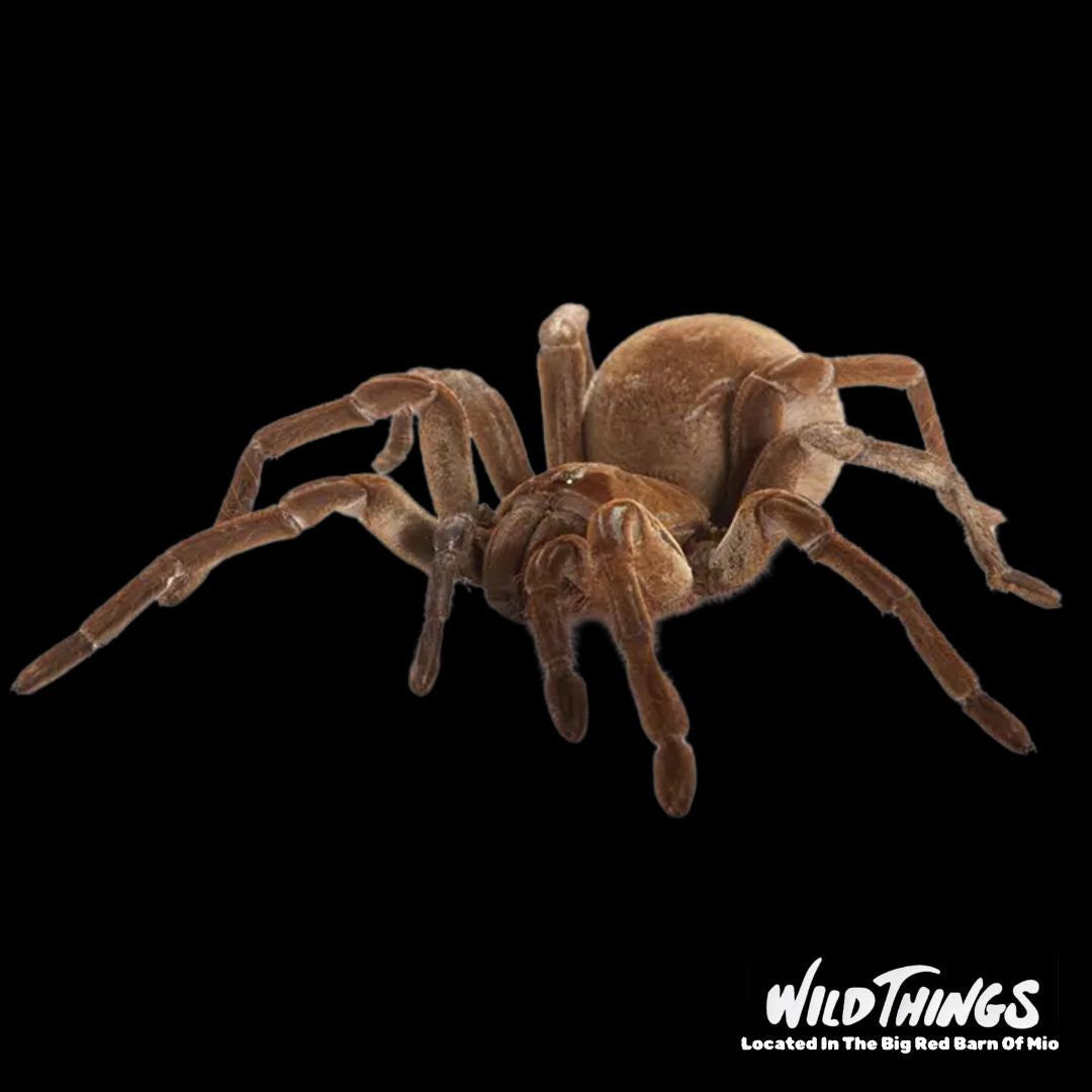 Goliath Bird Eating Tarantula