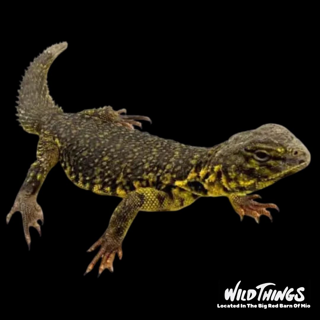 Yellow Uromastyx