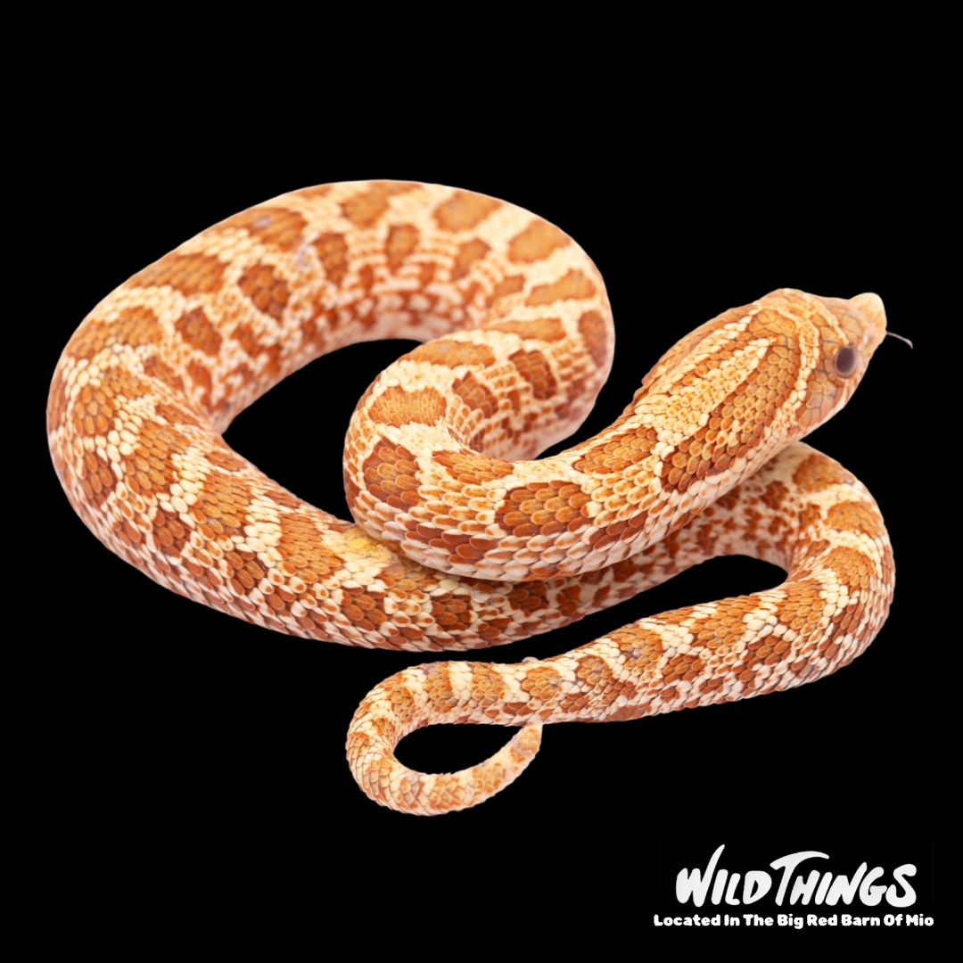 Toffee Morph Hognose Western