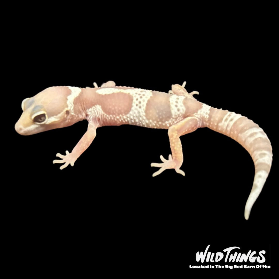 Mac Snow Leopard Gecko
