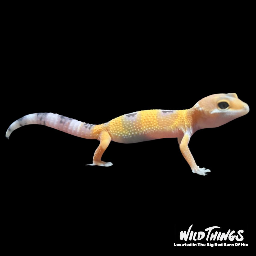 Morph Leopard Gecko
