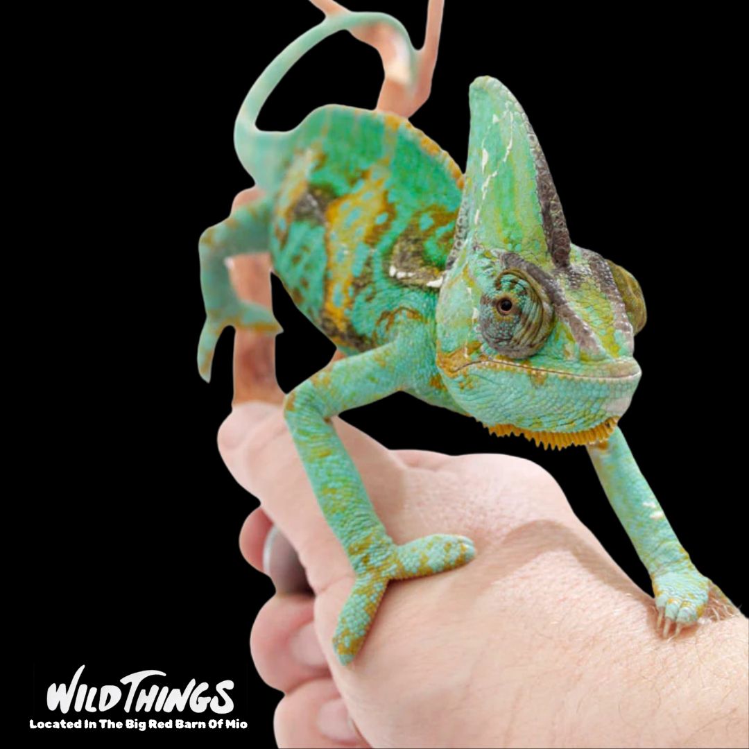 Adult Veiled Chameleon