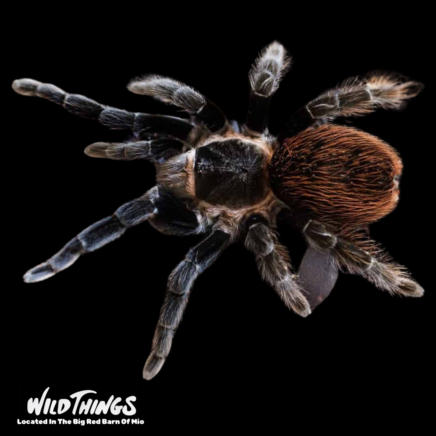 Mexican Red Rump Tarantula