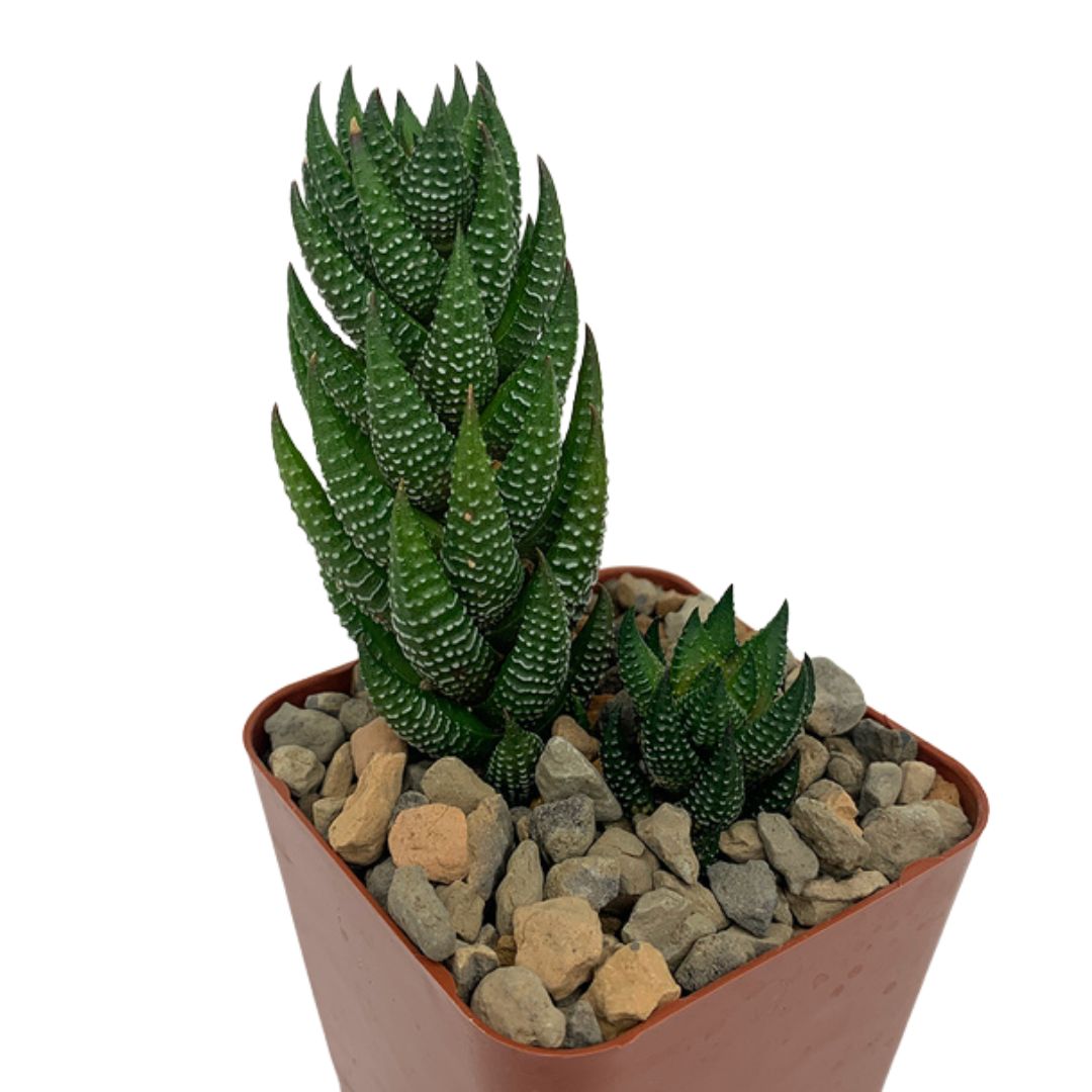 Zebra Wart (Haworthiopsis Reinwardtii)
