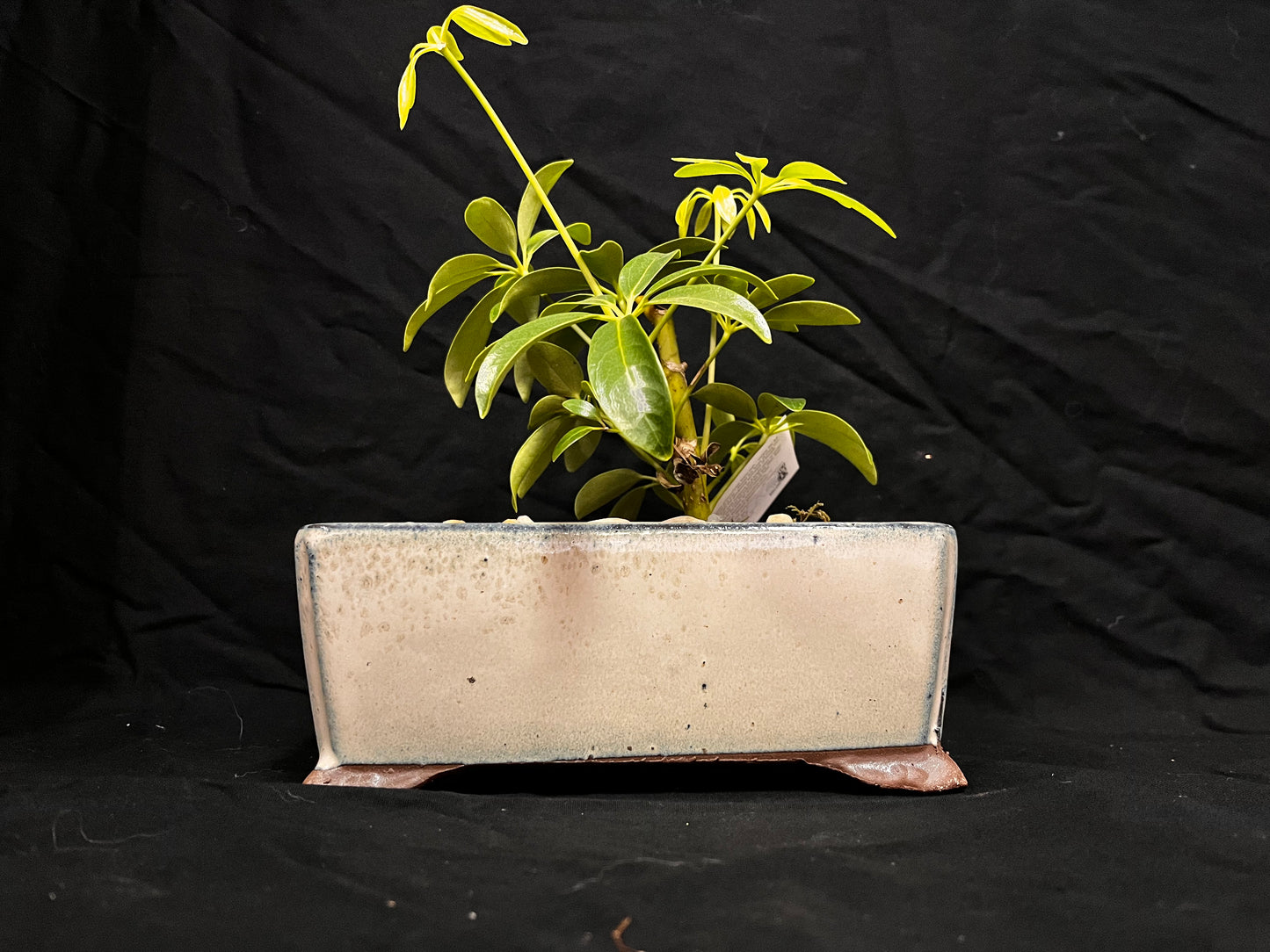 Schefflera Bonsai Tree