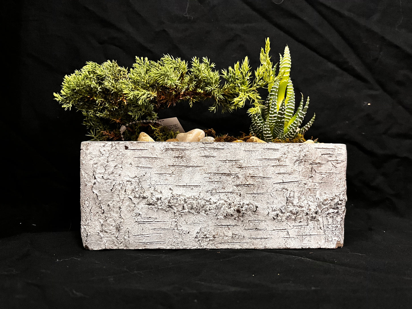 BIRCH VASE 8″ RECTANGLE WITH BONSAI TREE & SUCCULENT