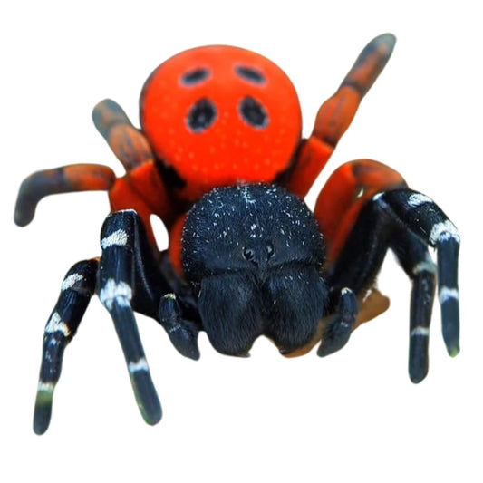 Lady Bird Velvet Spider