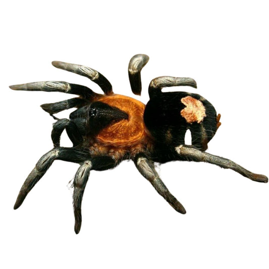 Trinidad Dwarf Tarantula