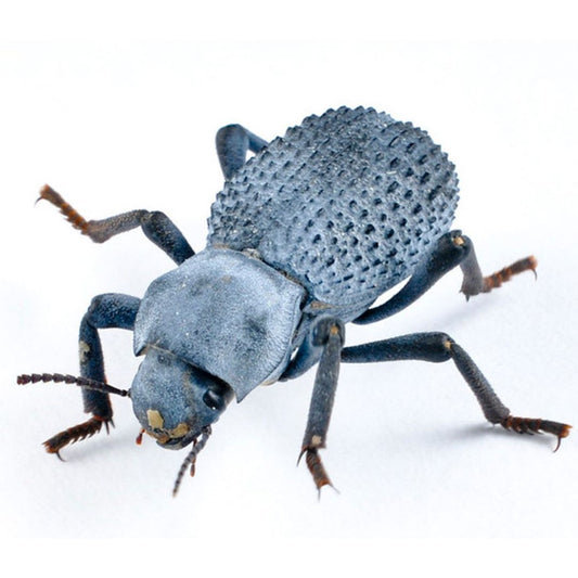 Blue Death Feigning Beetle