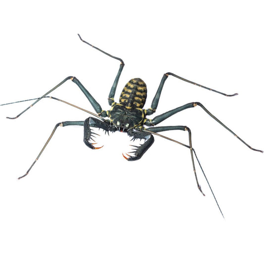 Costa Rican Tailless Whip Scorpion