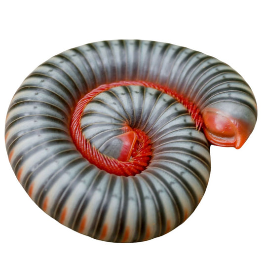 C.B. Thai Rainbow Millipede