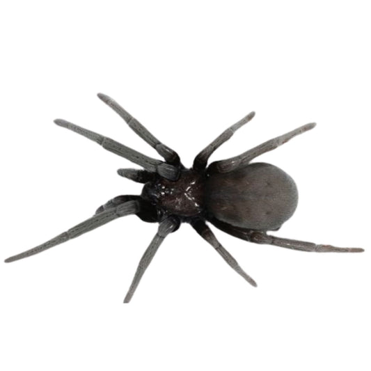 Black Crevice Spider