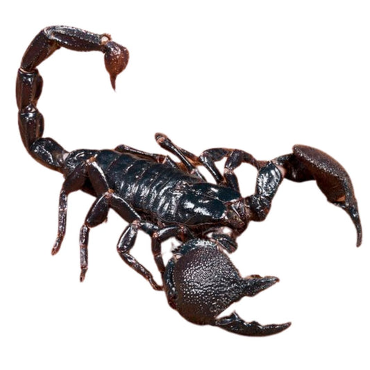 Emperor Scorpion