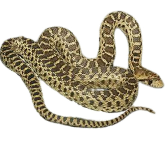 Gopher Snake