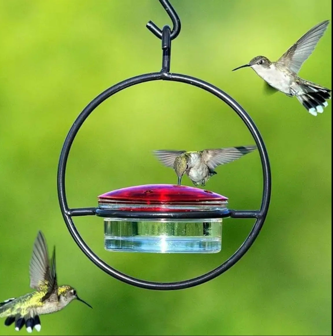 Ant And Bee Proof Hanging Hummingbird Feeder