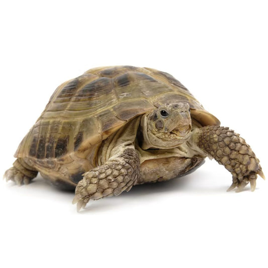 Russian Tortoise