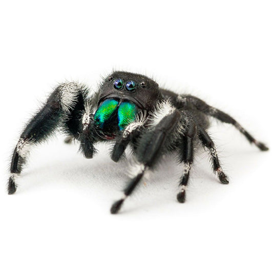 Jumping Spider