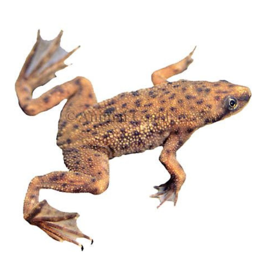 African Dwarf Frogs