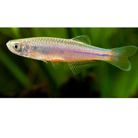 Danio Pearl