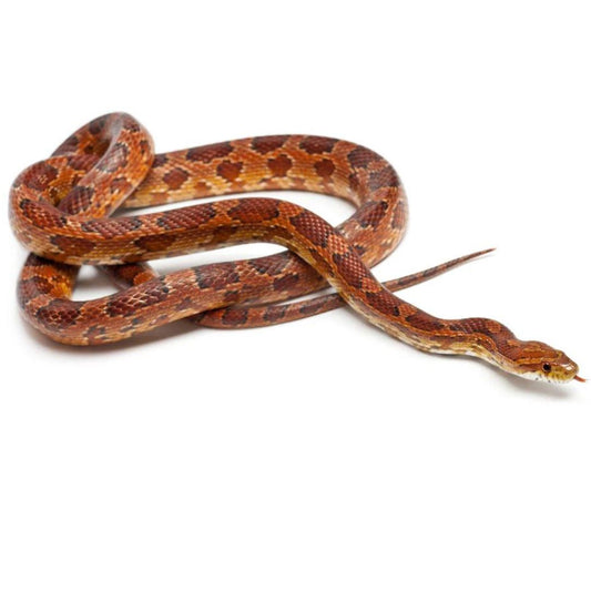 Corn Snake