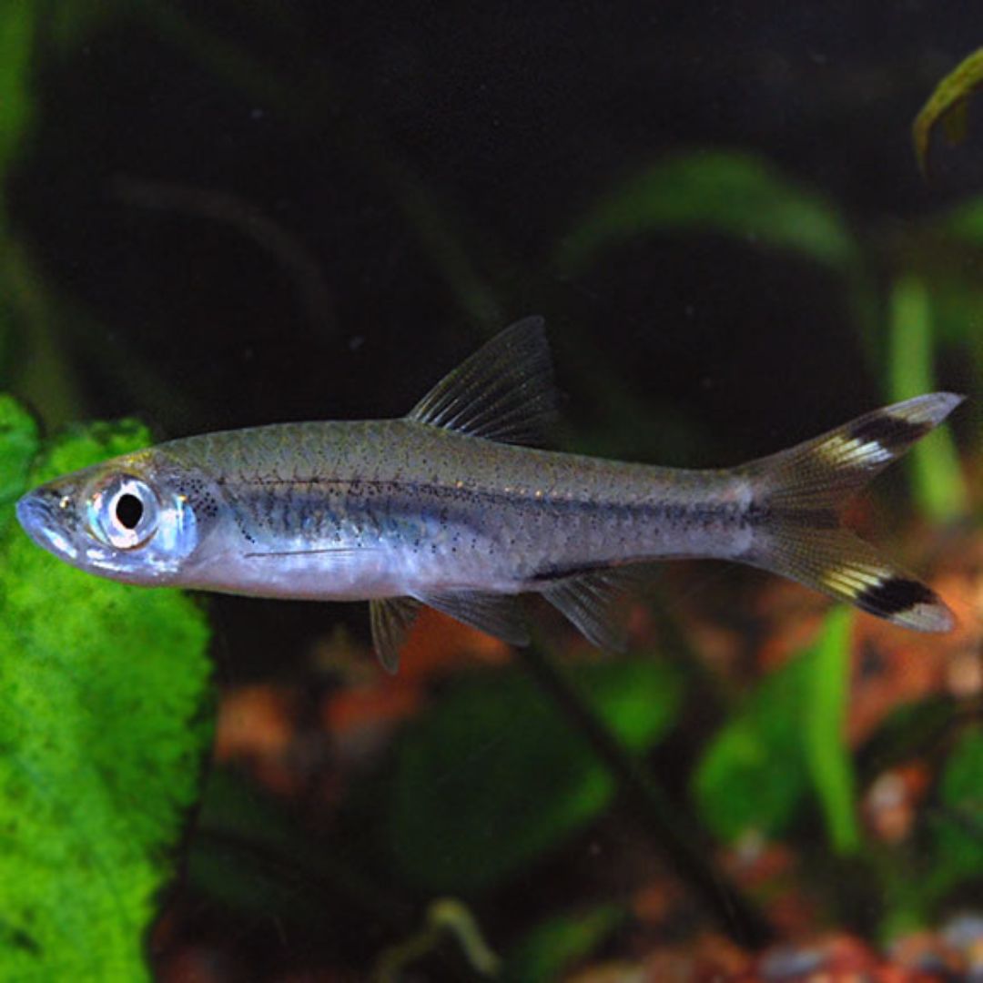 Scissor Tail Rasbora