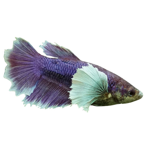 Dumbo Betta Female