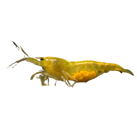 Yellow Fire Shrimp