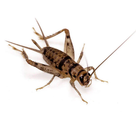 Live Crickets 50 For $8.00