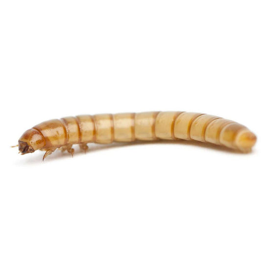 Live Meal Worms 50 For $4.00