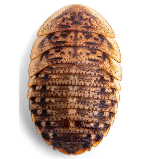 Live Large Dubia Roaches