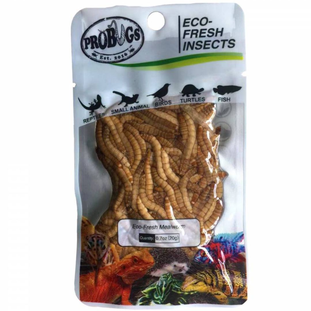 Probugs Eco Fresh Mealworms