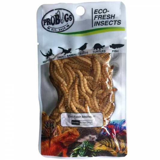 Probugs Eco Fresh Mealworms