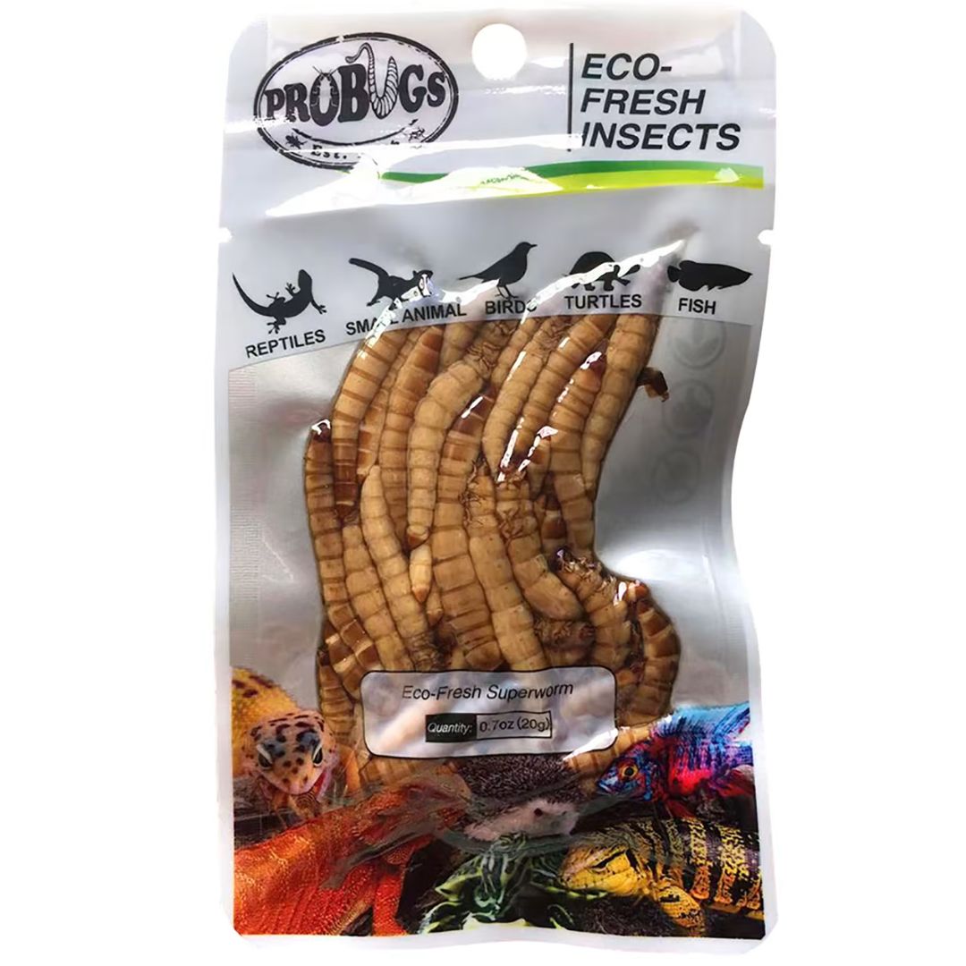 Probugs Eco Fresh Superworm