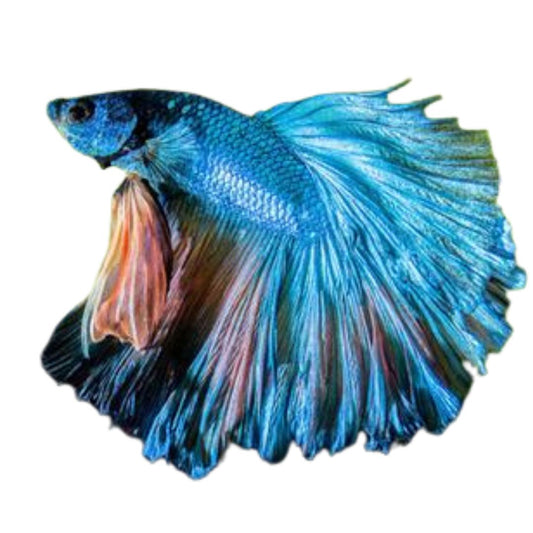 Betta Dragon Scale Crowntail - Male