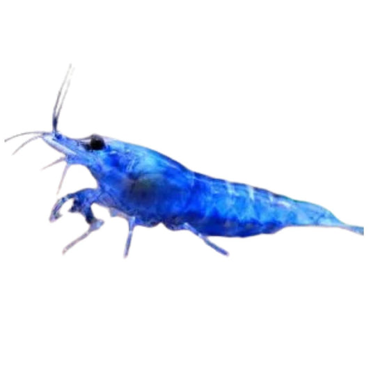 Blue Diamond Shrimp