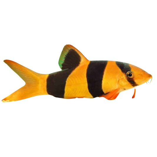 Loach Clown Fish