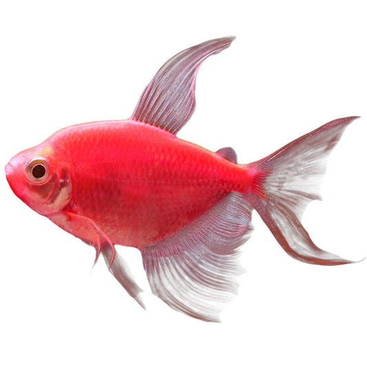 Tetra GloFish Longfin